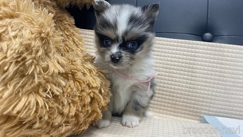 成約済の兵庫県のポメチワ:ポメラニアン×チワワ-348613の5枚目